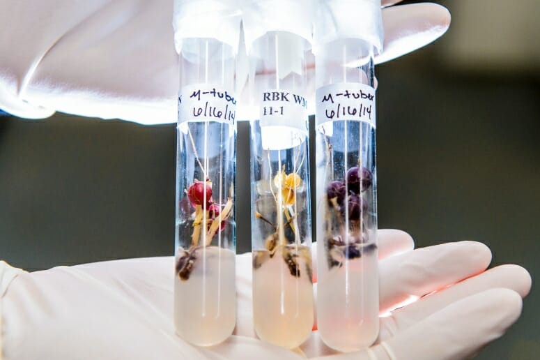 Three scientific vials holding samples