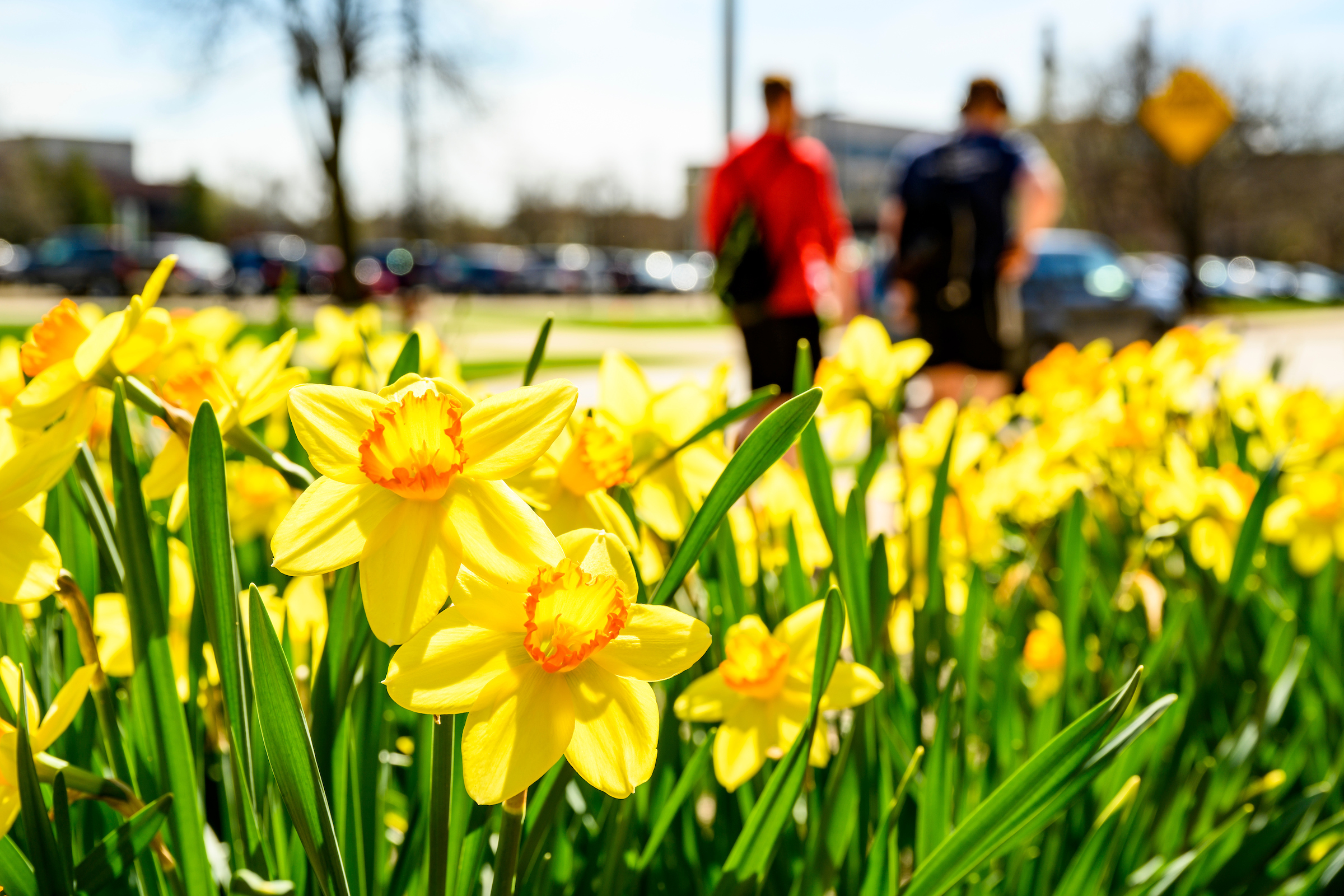 Daffodils